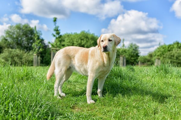 Dog 1